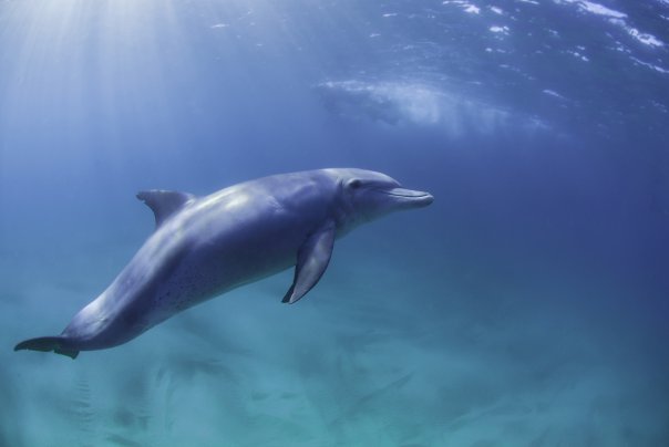 Funding research through Dolphin Eco-Tourism