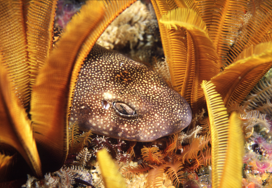 Cape Catsharks – curiouser & curiouser