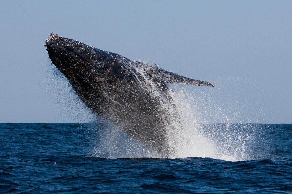 Project Humpback Whale