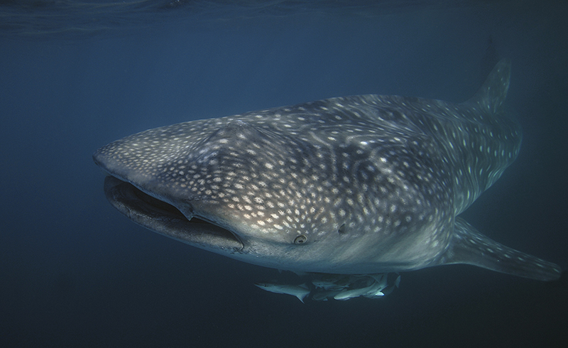 Whalesharks of Mafia Island