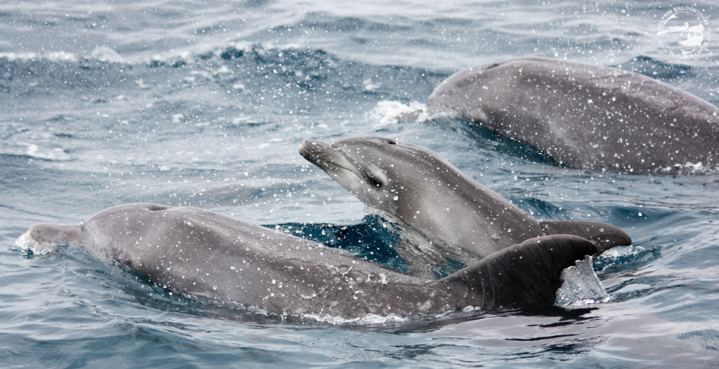Dolphin Operators in Ponta do Ouro Partial Marine Reserve called on to find a solution  during calving season.
