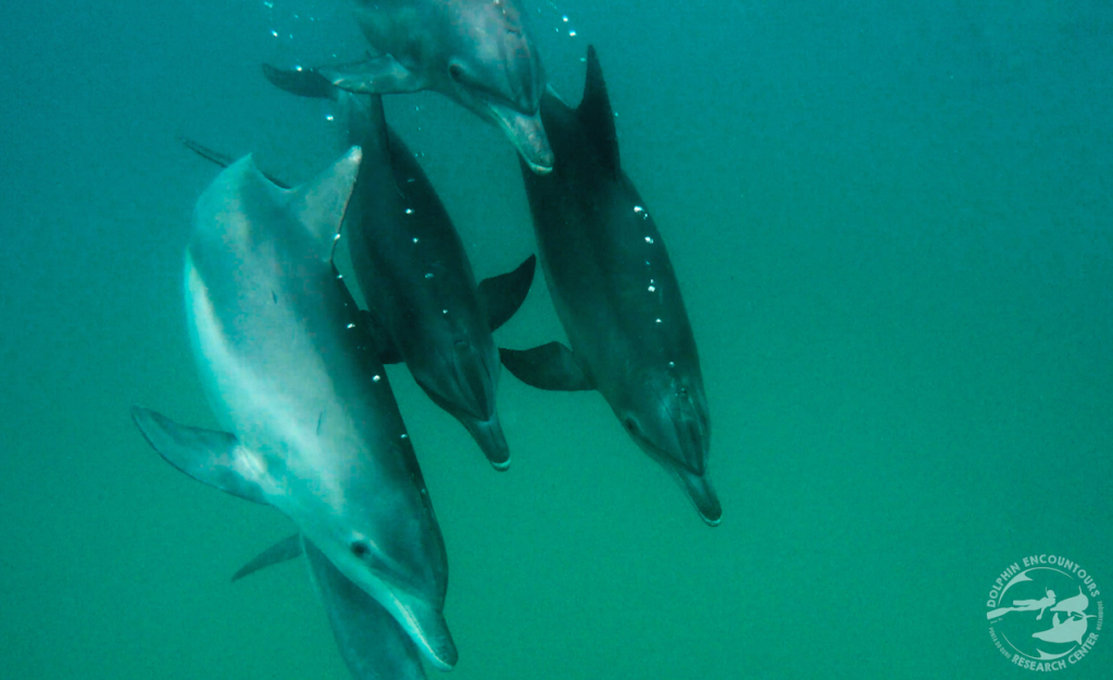 Dolphins ‘Popping’ in Ponta do Ouro, Mozambique…