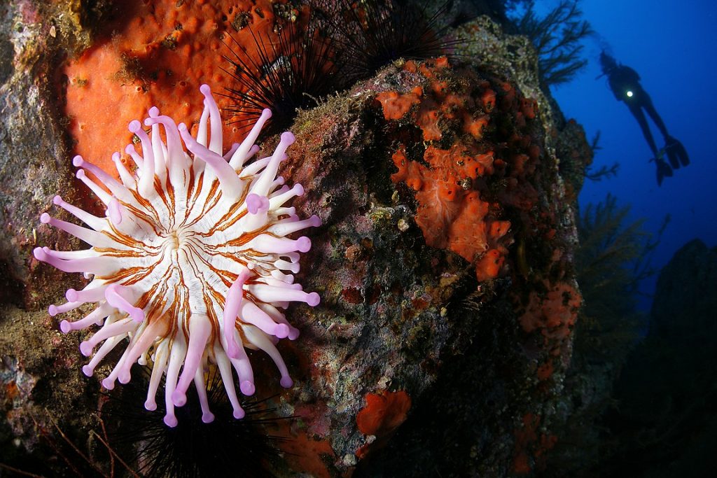 The oceanic archipelago of Madeira